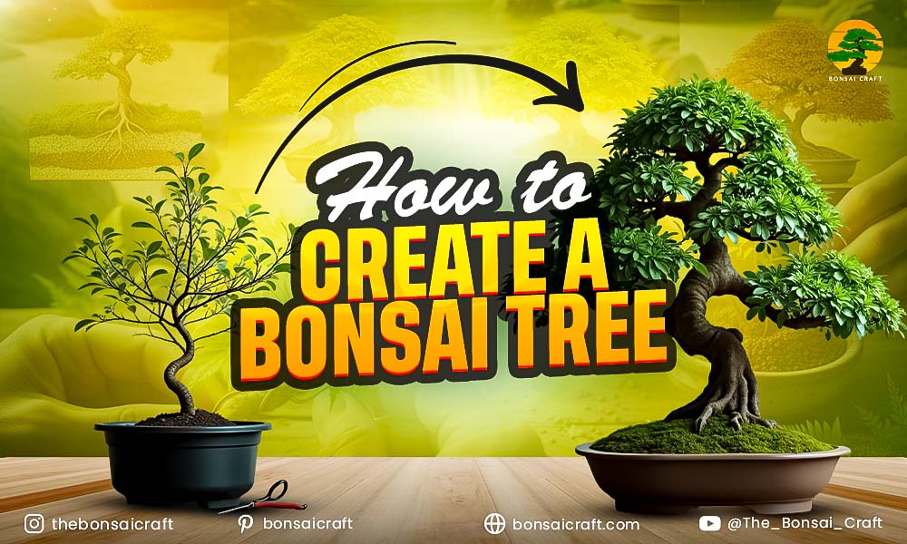 How to Create a Bonsai Tree