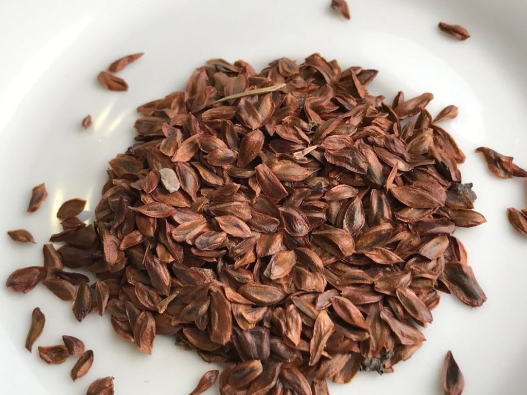 bonsai tree seeds