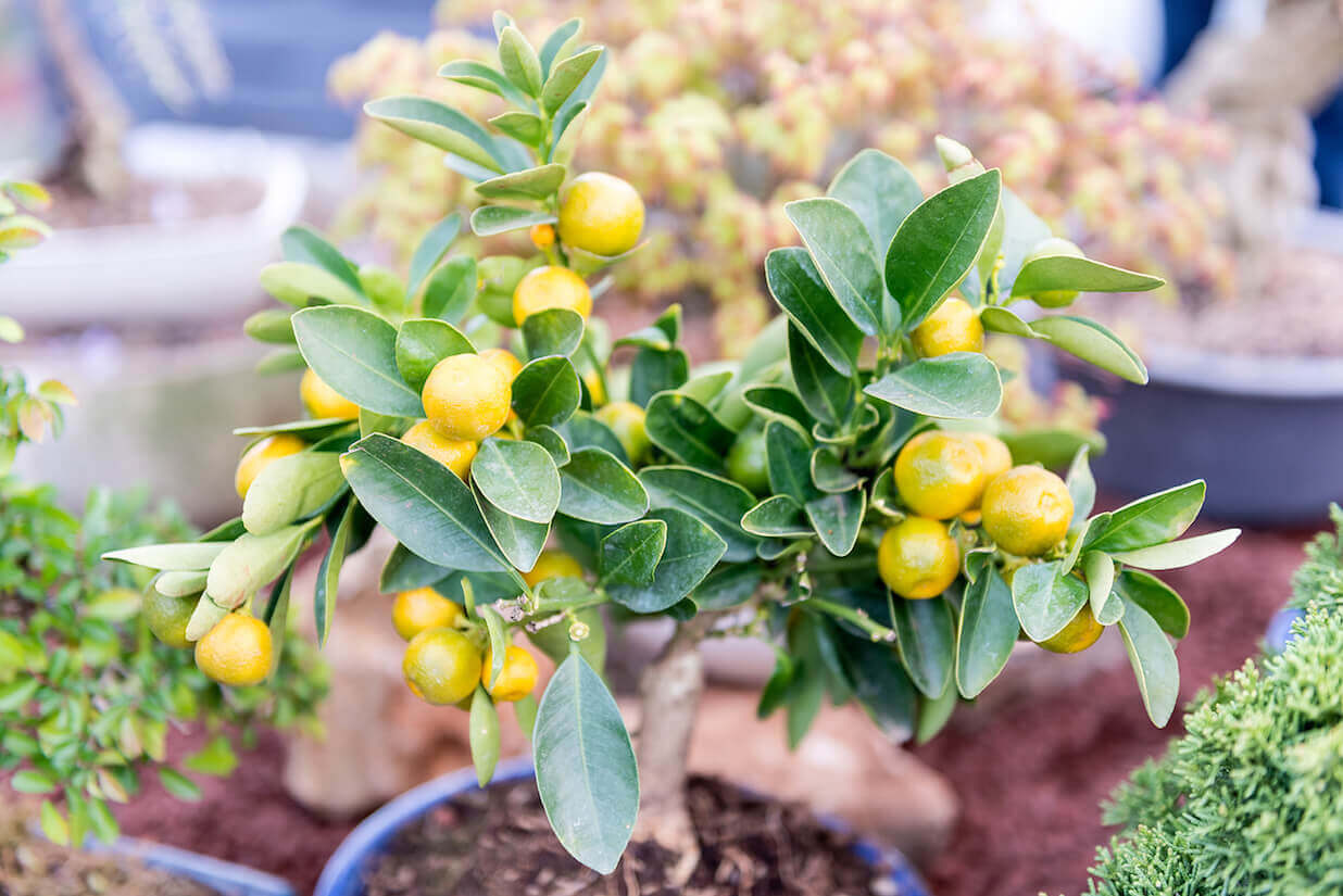 Care for your lemon bonsai