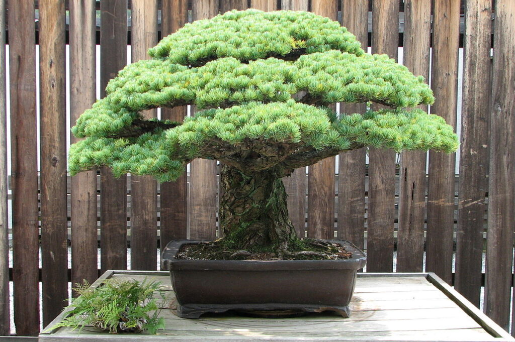 Yamaki Pine