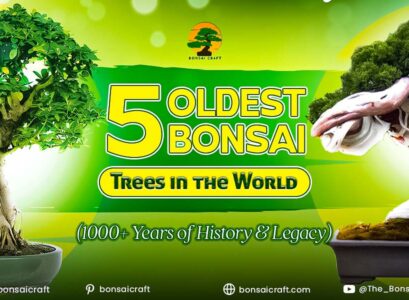 5 oldest bonsai trees in the world with over 1000 years of history and legacy, showcasing ancient and legendary bonsai specimens.