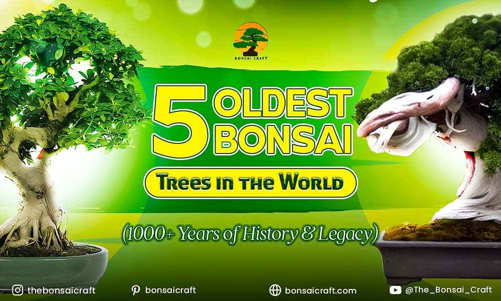 5 oldest bonsai trees in the world with over 1000 years of history and legacy, showcasing ancient and legendary bonsai specimens.