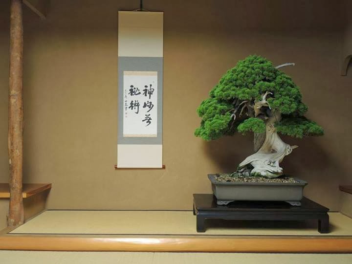 Kunio Kobayashi’s 800-year-old Japanese White Pine bonsai at Shunka-en Museum in Tokyo, a renowned oldest bonsai tree masterpiece