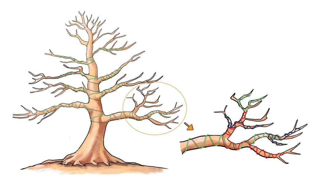 Wiring a bonsai tree