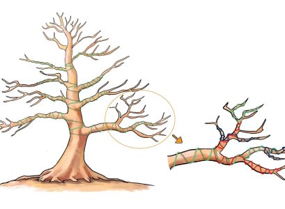 Wiring a bonsai tree