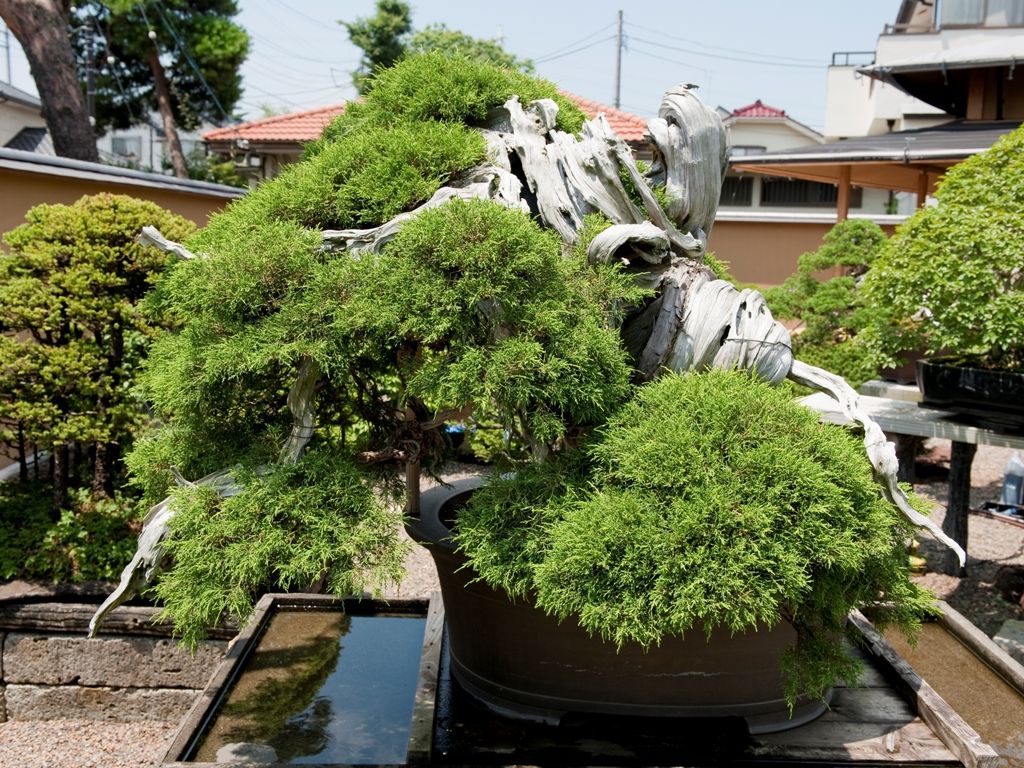 Kato Family’s 1000-year-old Japanese Black Pine bonsai tree at Mansei-en Garden, Japan’s legendary oldest bonsai tree
