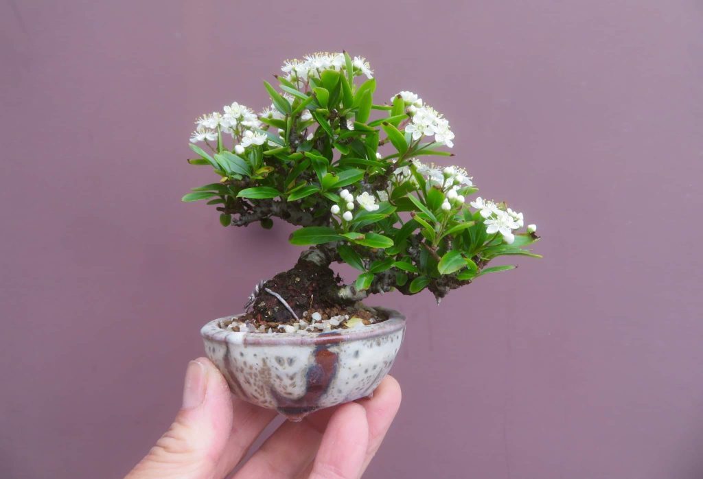 Mini Firethorn Bonsai tree, by 盆栽 鉢 春嘉