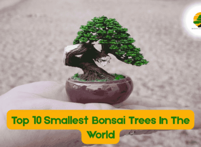 Smallest Bonsai Tree