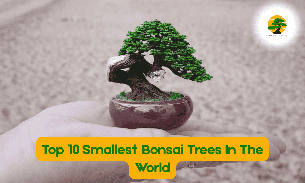 Smallest Bonsai Tree