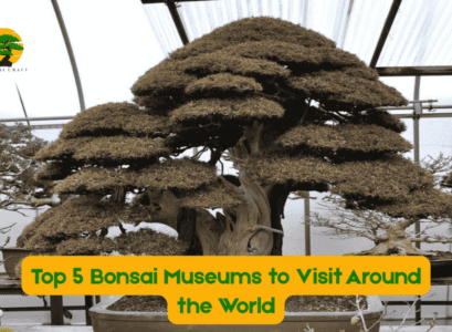 Bonsai Museums
