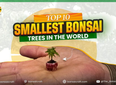 Top 10 Smallest Bonsai Trees In The World