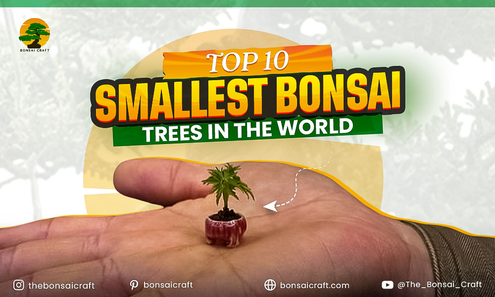 Top 10 Smallest Bonsai Trees In The World