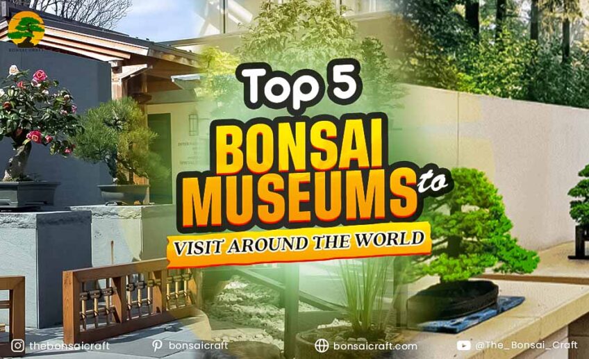 Top 5 Bonsai Museums to Visit Around the World