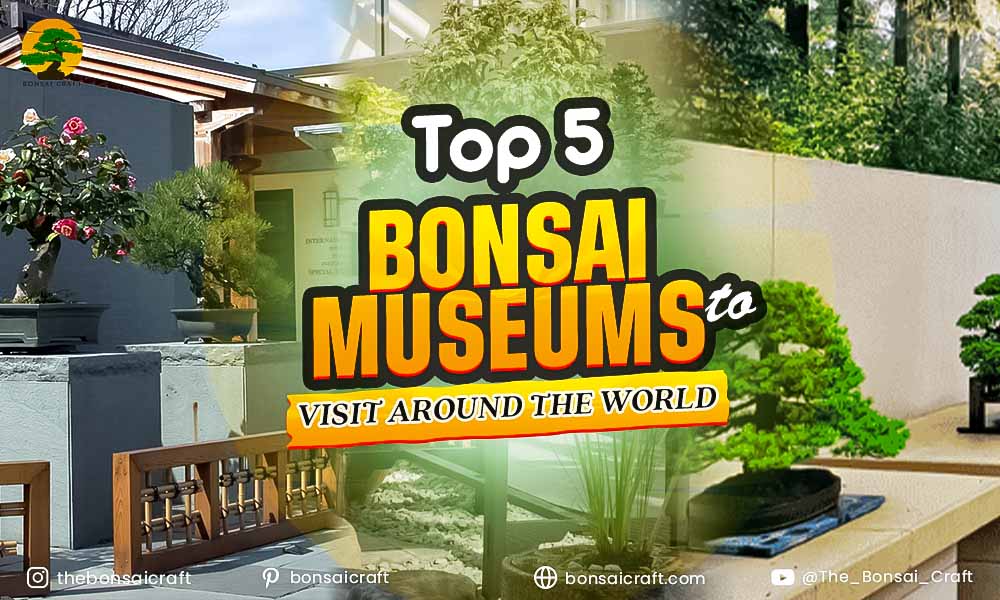 Top 5 Bonsai Museums to Visit Around the World
