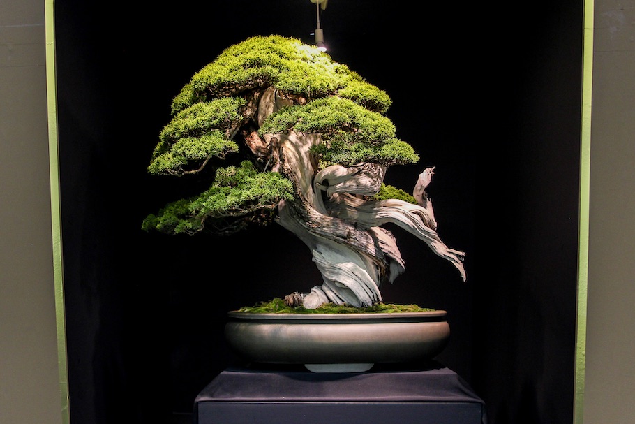 $2.5 Million Juniper Bonsai Tree – Ancient Juniperus chinensis bonsai from a private Japanese collection, known as the most expensive and oldest bonsai tree sold at auction in 1981.