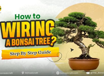 How to Wiring a Bonsai Tree: Step-by-Step Guide for Beginners