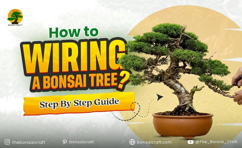 How to Wiring a Bonsai Tree: Step-by-Step Guide for Beginners