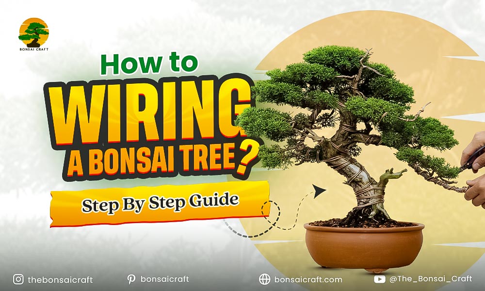 How to Wiring a Bonsai Tree: Step-by-Step Guide for Beginners