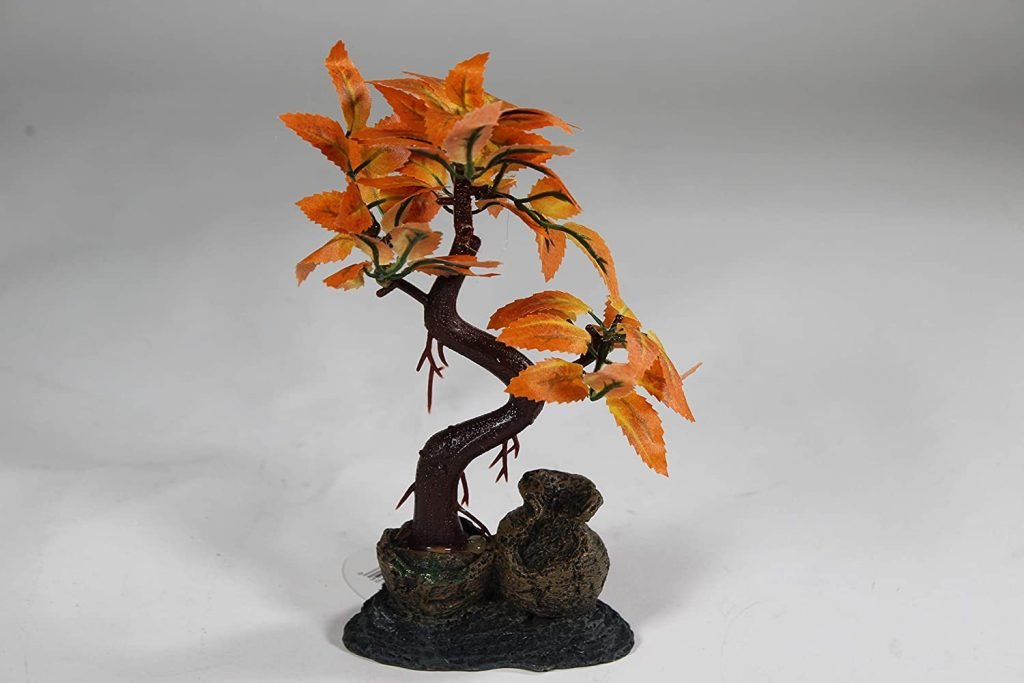 aquarium bonsai trees