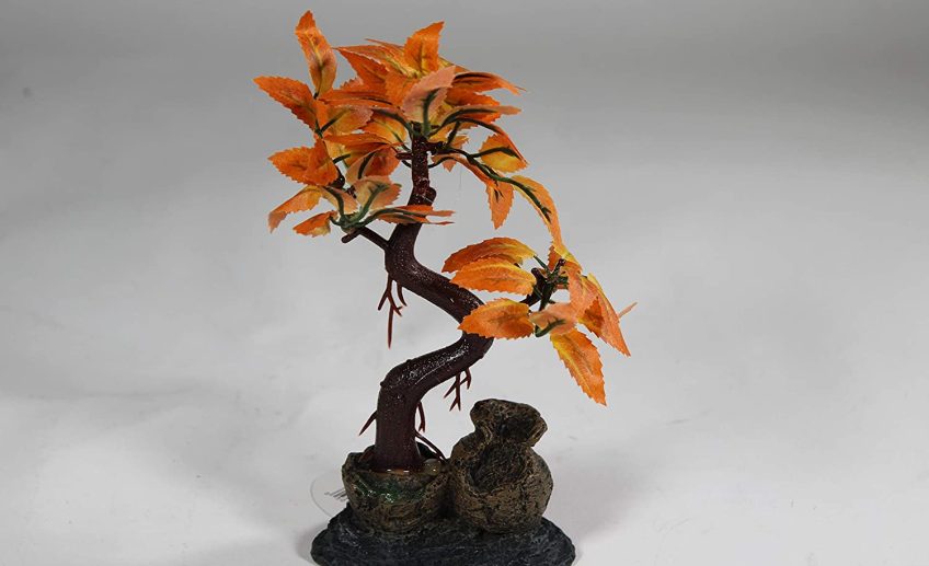 aquarium bonsai trees