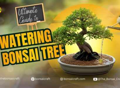 The Ultimate Bonsai Watering Guide for Healthy Growth