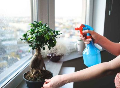 Watering Bonsai