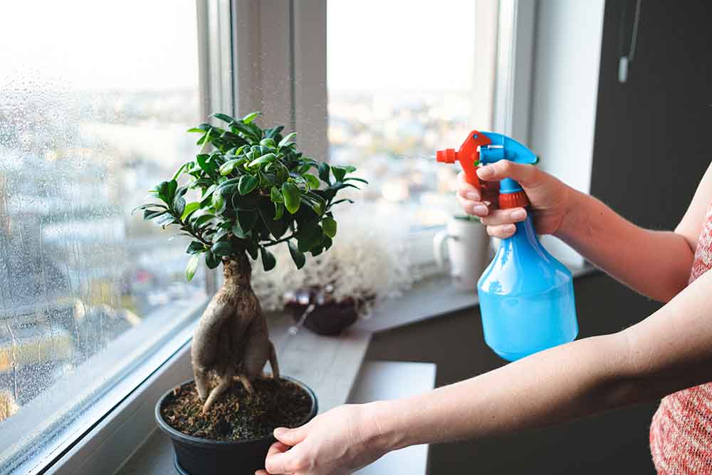 Watering Bonsai