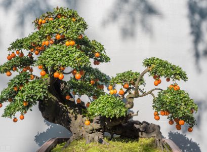 Taking Care of A Citrus Bonsai