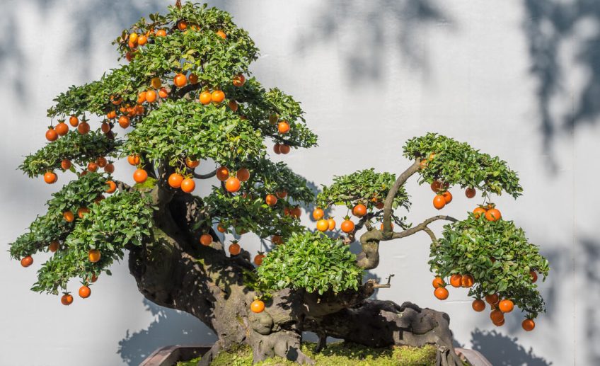 Taking Care of A Citrus Bonsai