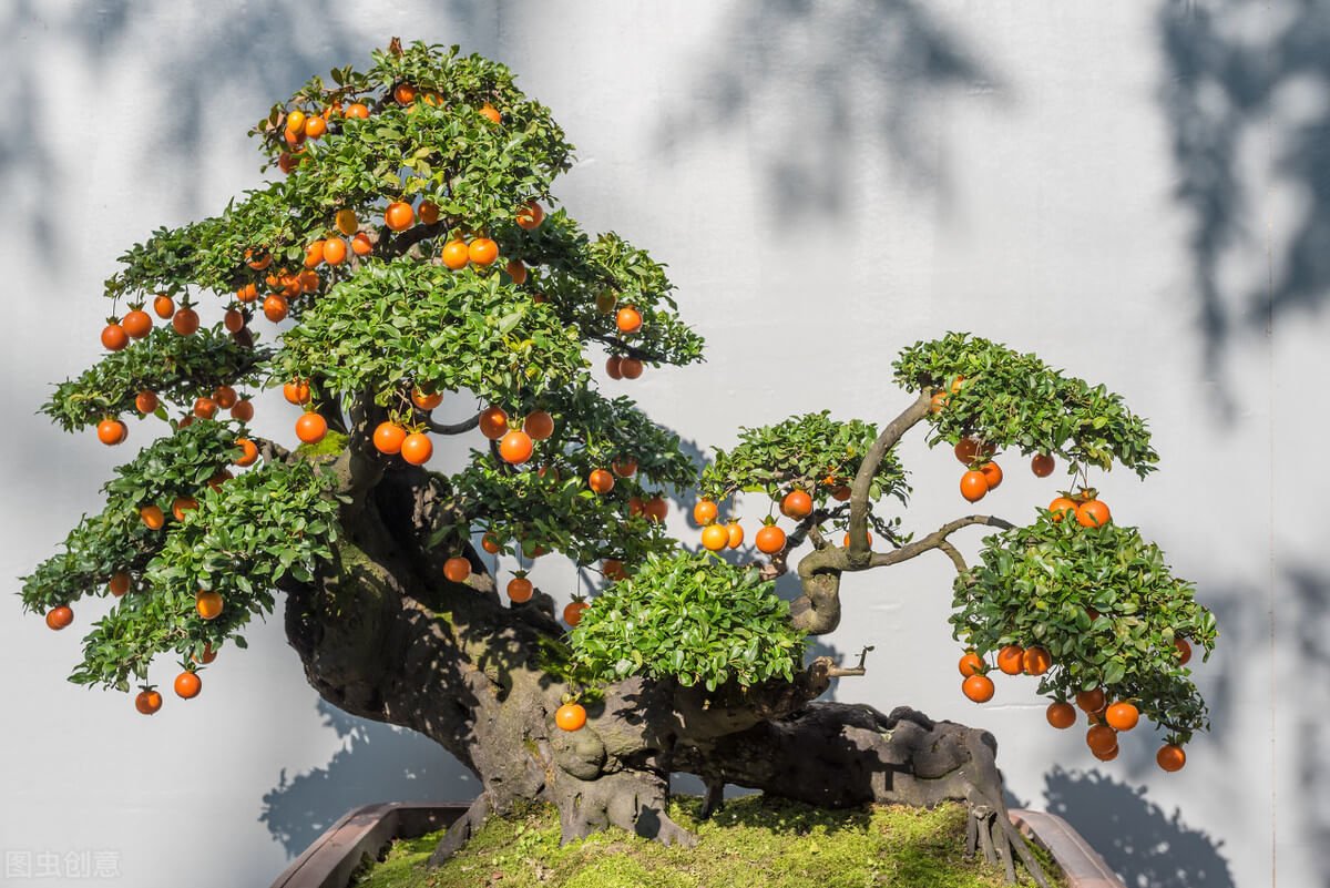 How To Care For A Citrus Bonsai