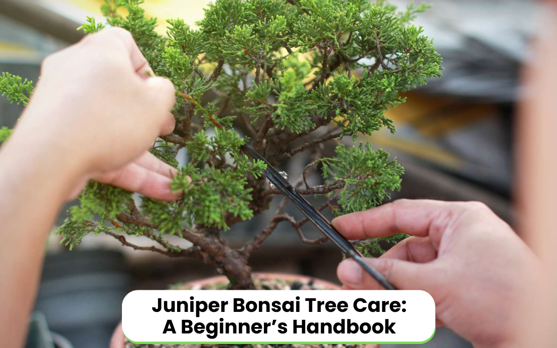 Juniper Bonsai Tree Care: A Beginner’s Handbook