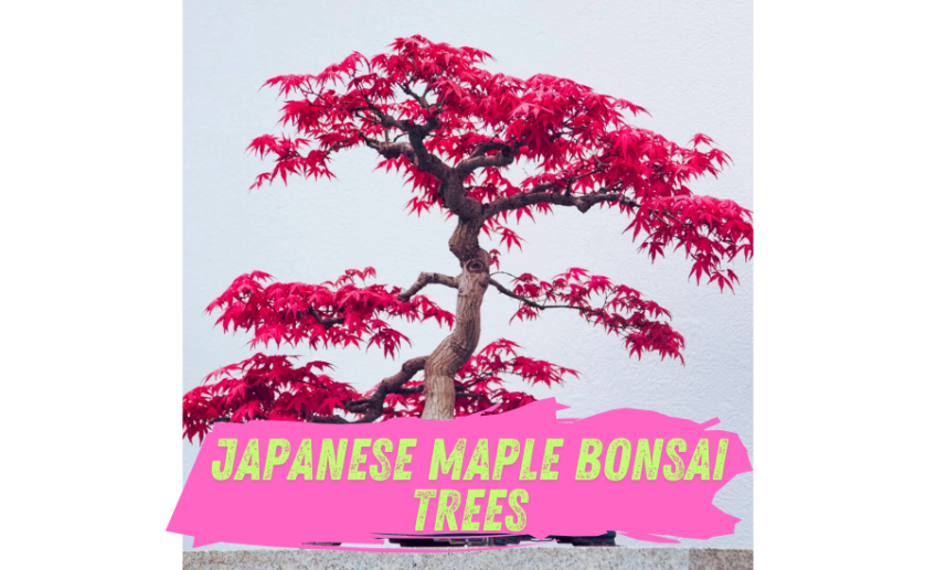 Japanese Maple Bonsai Tree