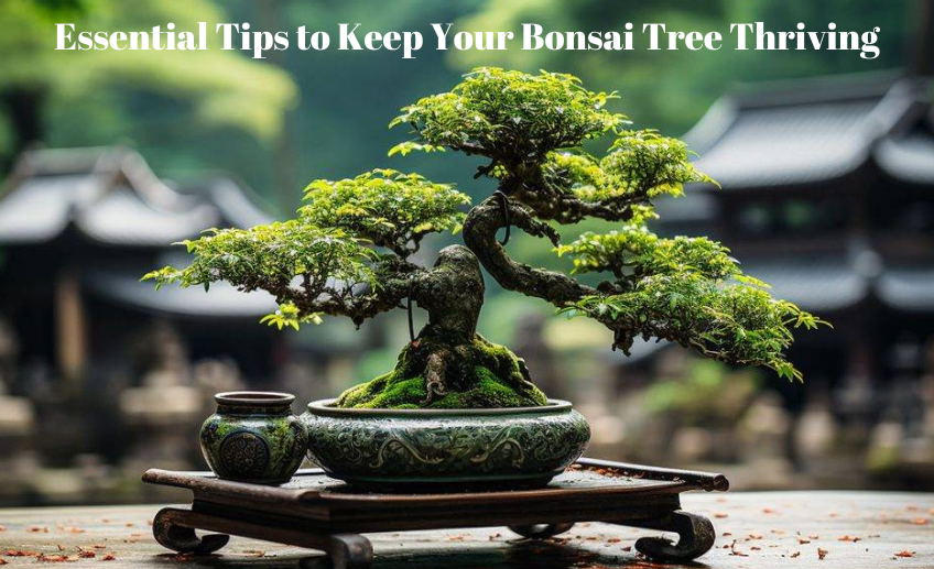Essential Tips to Keep Your Bonsai Tree Thriving