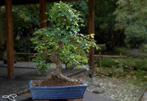 Chinese Elm Bonsai Tree