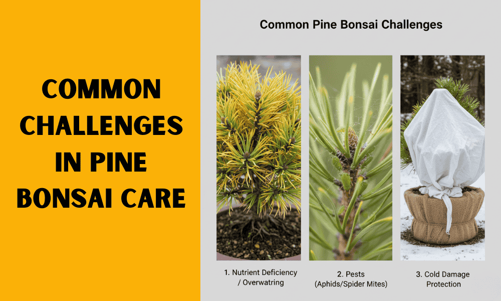 Common Challenges in Pine Bonsai Care