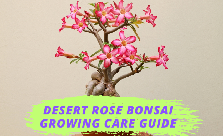 Desert Rose Bonsai