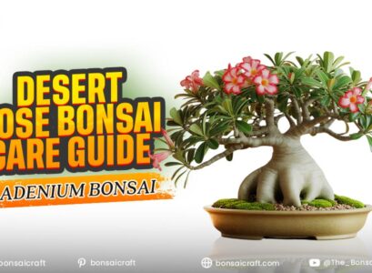 Desert Rose Bonsai Care Guide (Adenium Bonsai)