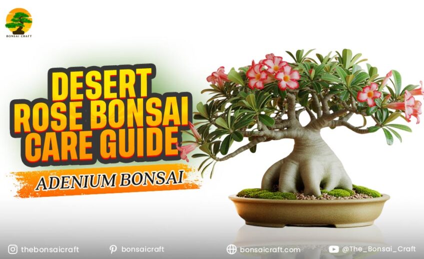 Desert Rose Bonsai Care Guide (Adenium Bonsai)