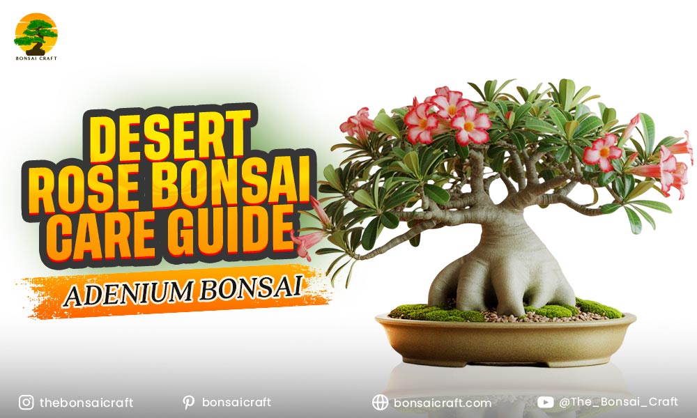 Desert Rose Bonsai Care Guide (Adenium Bonsai)