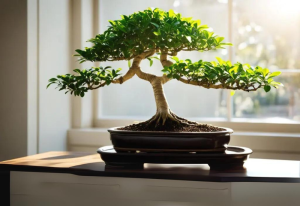 Ficus Bonsai