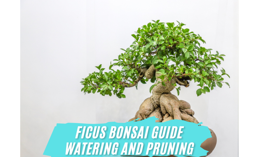 Ficus Bonsai