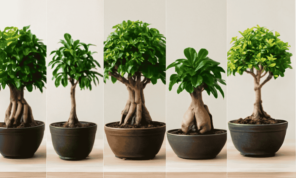 Common Species of Ficus Bonsai