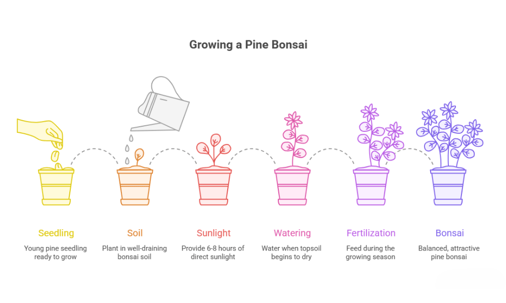 How to Grow a Pine Bonsai Tree