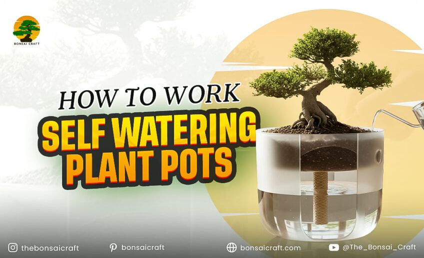 How to Work Self Watering Plant Pots