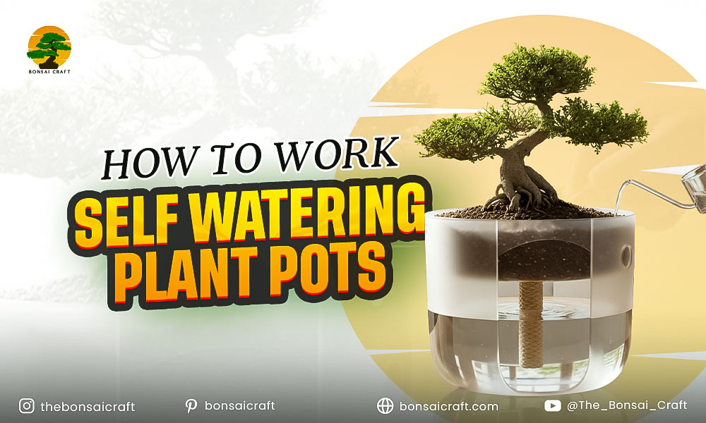 How to Work Self Watering Plant Pots