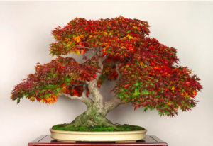 Japanese Maple Bonsai Tree