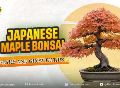 Japanese Maple Bonsai Care and Growth Tips