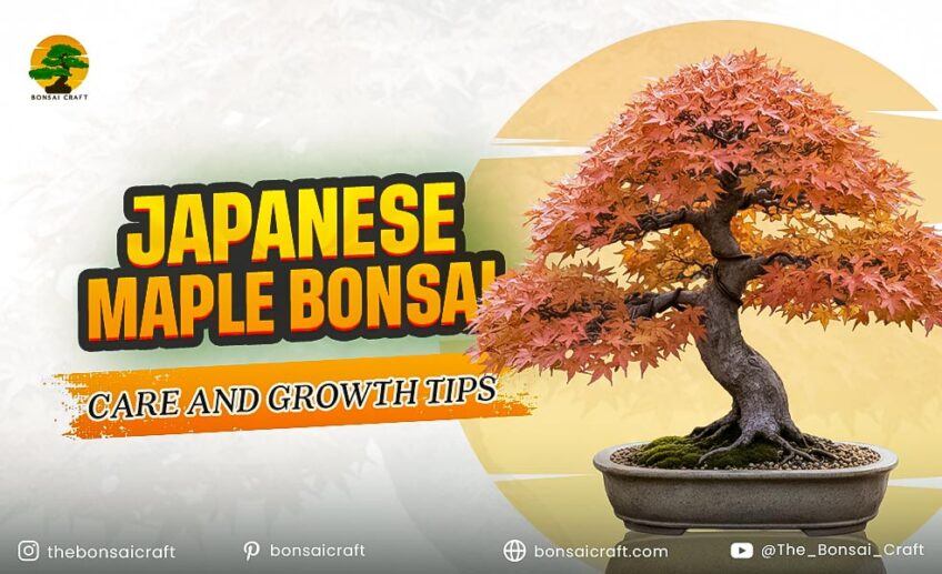 Japanese Maple Bonsai Care and Growth Tips