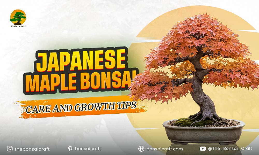 Japanese Maple Bonsai Care and Growth Tips