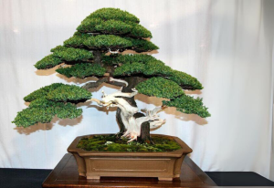 Juniper Bonsai